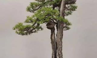 与松树有关的诗句 关于松树的诗句